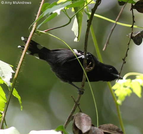 Dot-winged Antwren - ML127212481