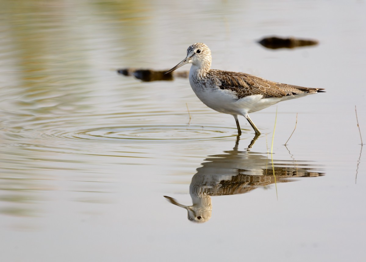 Common Greenshank - Ramesh Desai