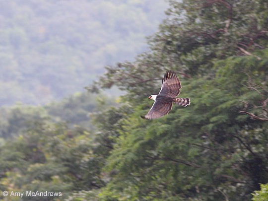 Black-and-white Hawk-Eagle - ML127213791