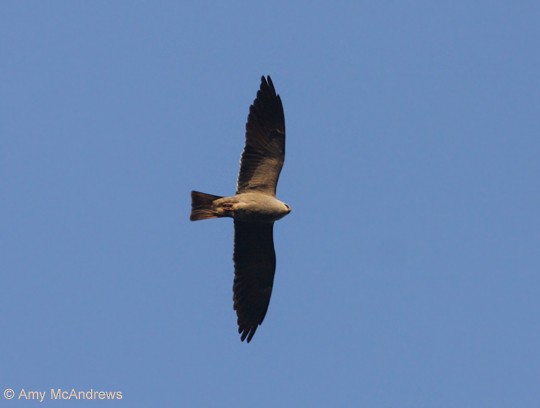 Mississippi Kite - ML127214481