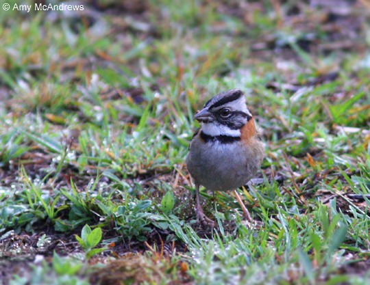 Rufous-collared Sparrow - Amy McAndrews
