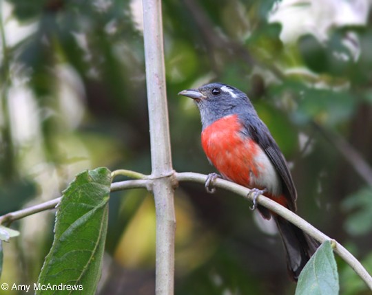 Gray-throated Chat - Amy McAndrews