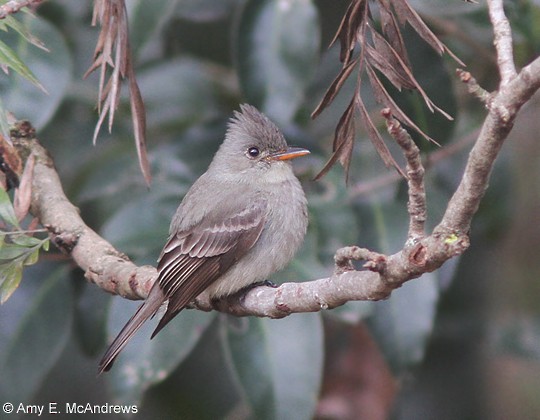 Greater Pewee - ML127215401