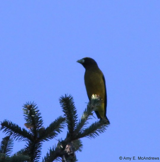 Evening Grosbeak (Mexican or type 5) - ML127216191