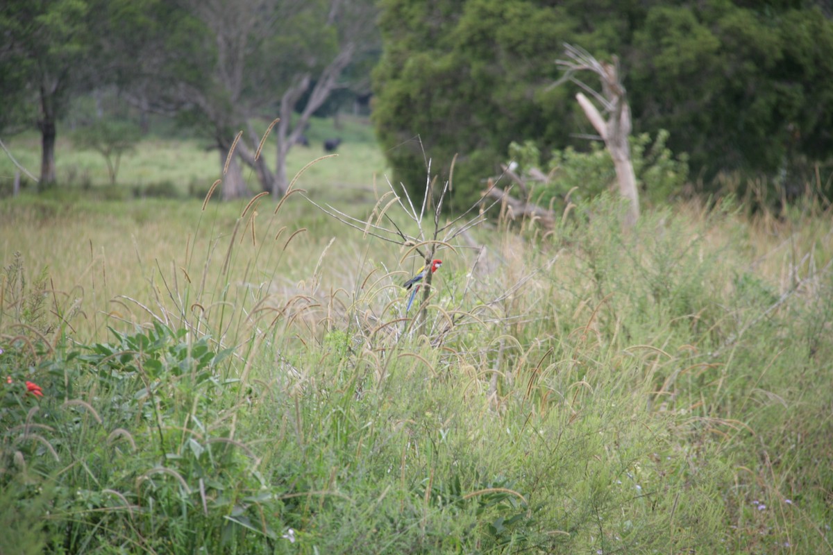 Eastern Rosella - ML127216231