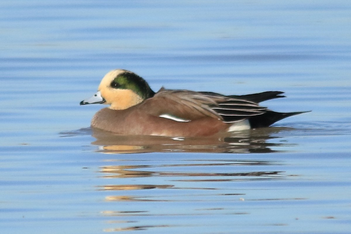 American Wigeon - ML127216671