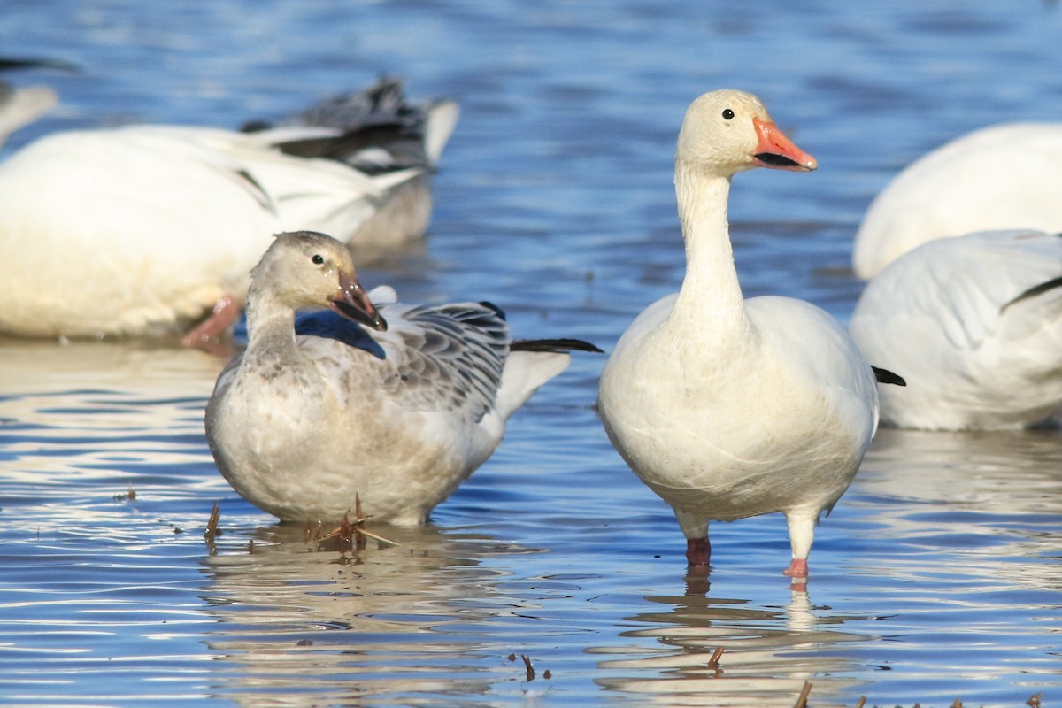 Snow Goose - ML127216861