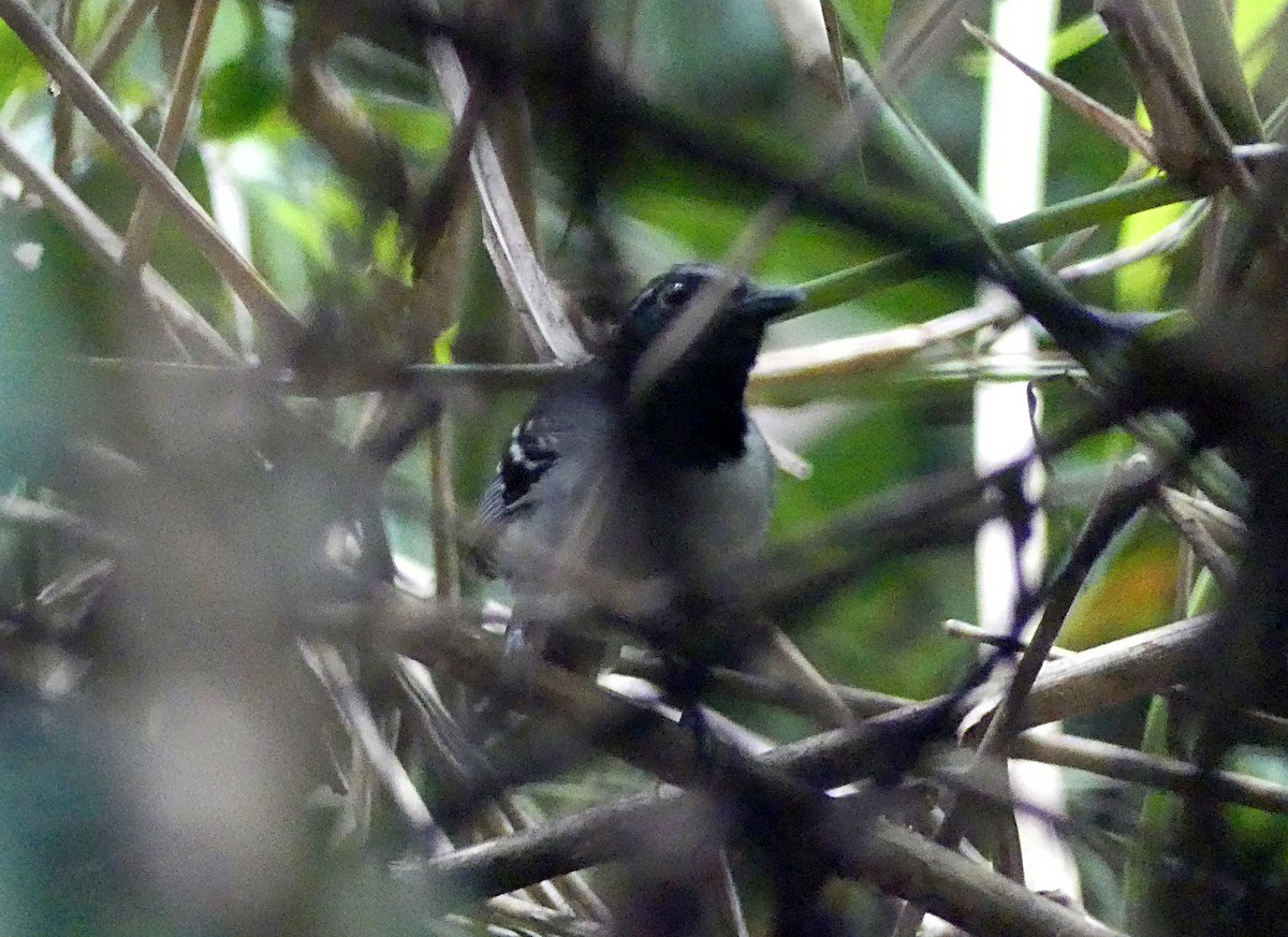 Black-faced Antbird - ML127218321