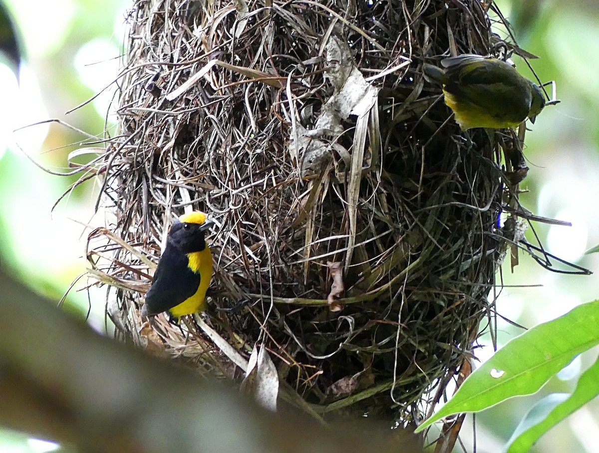 Orange-bellied Euphonia - ML127219571