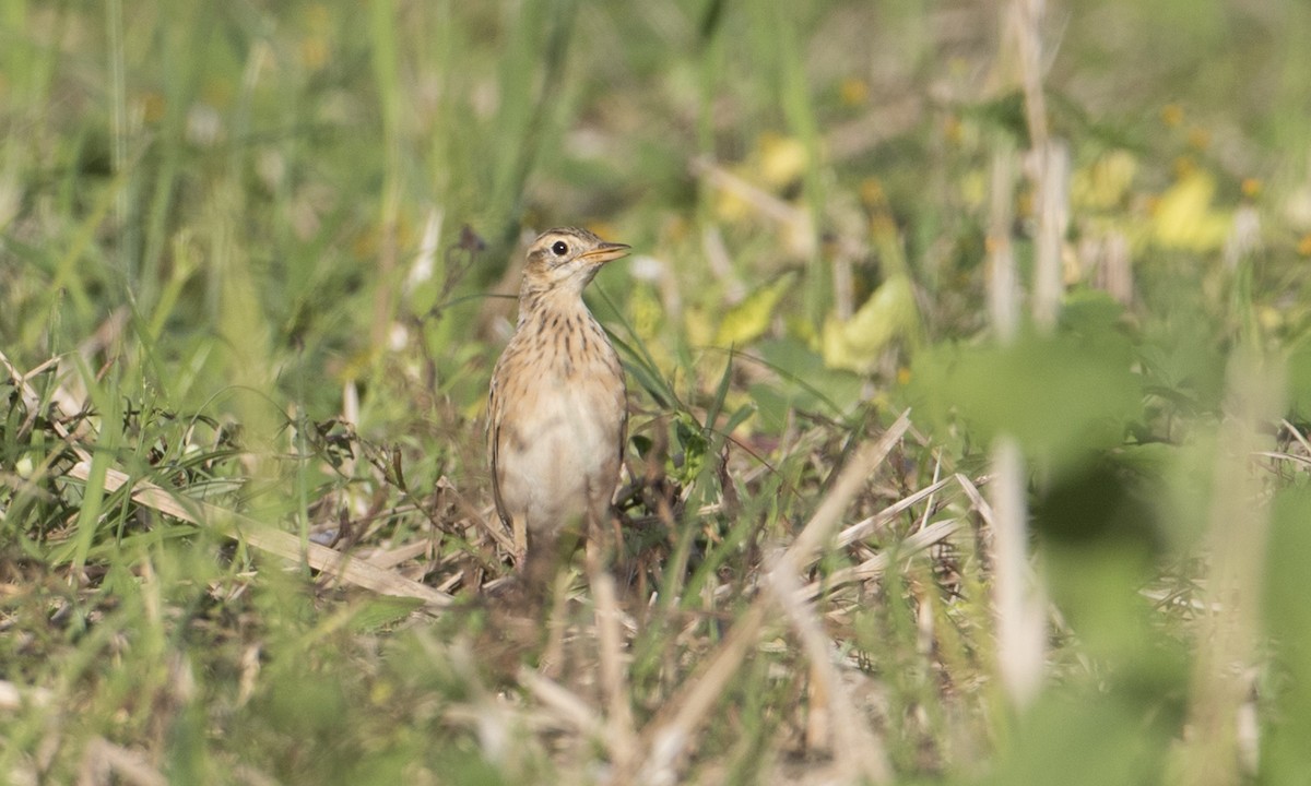 Richard's Pipit - ML127219721