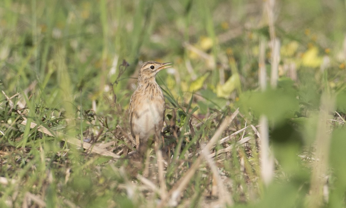 Richard's Pipit - ML127219761