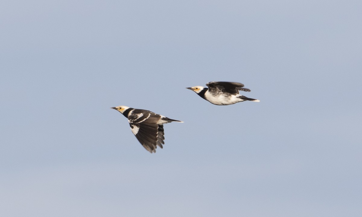 Black-collared Starling - ML127219831