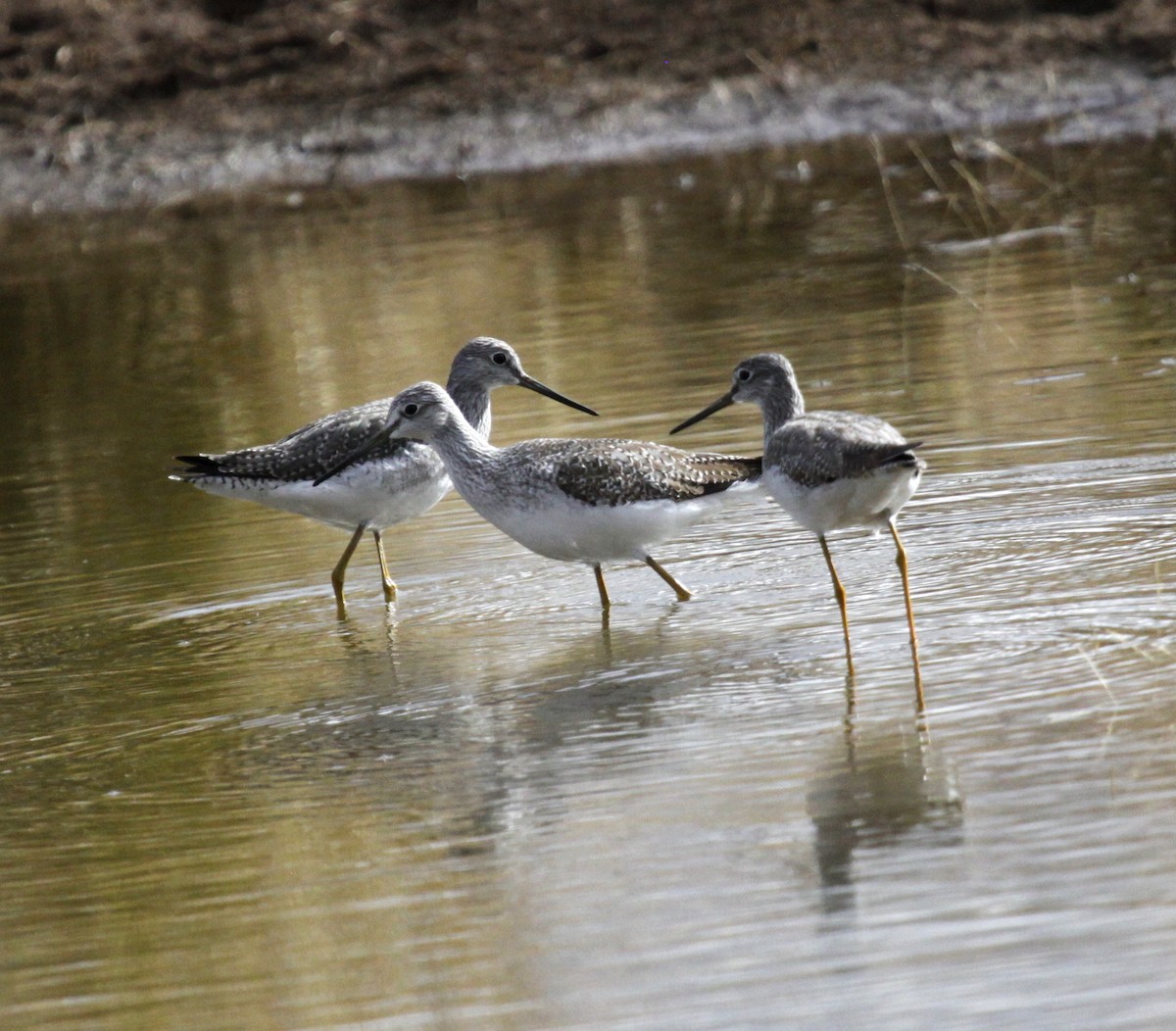 Greater Yellowlegs - ML127220151