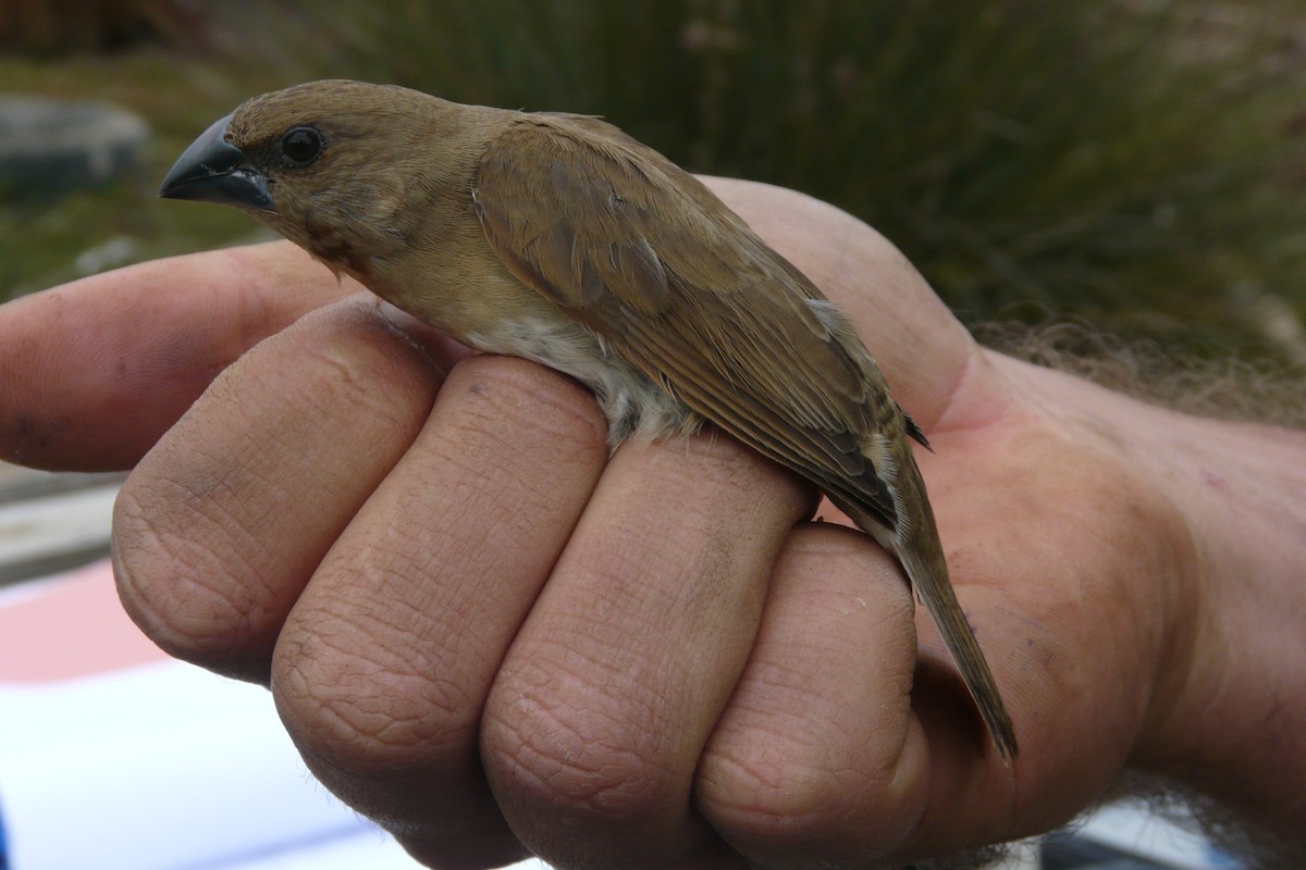 Scaly-breasted Munia - ML127220561