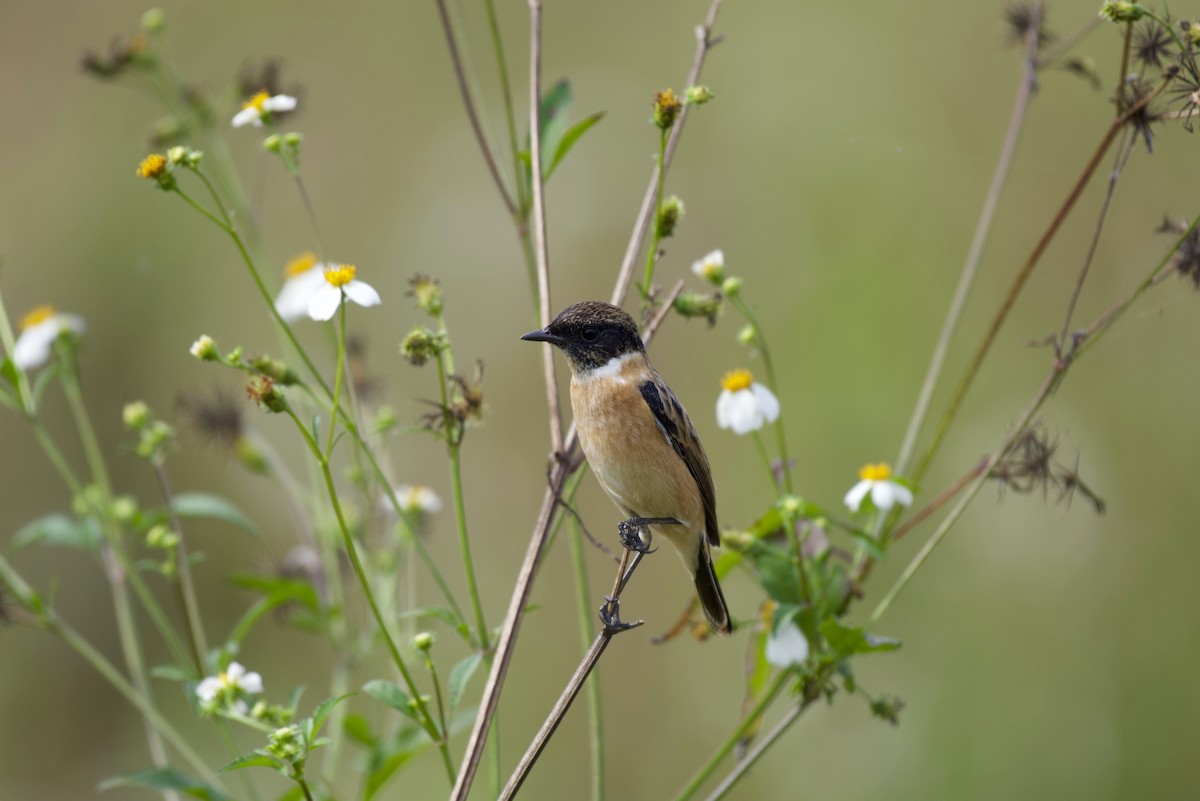 Amur Stonechat - ML127221141