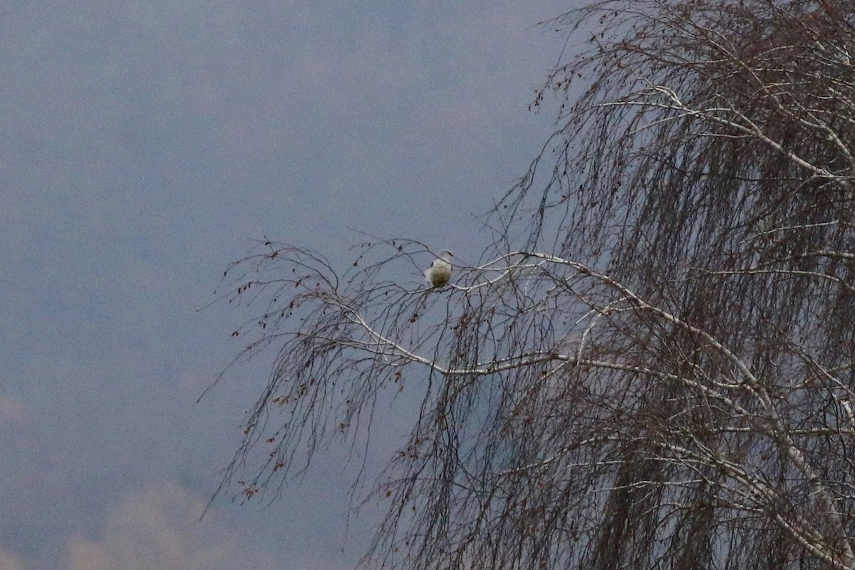 Black-winged Kite - ML127223521