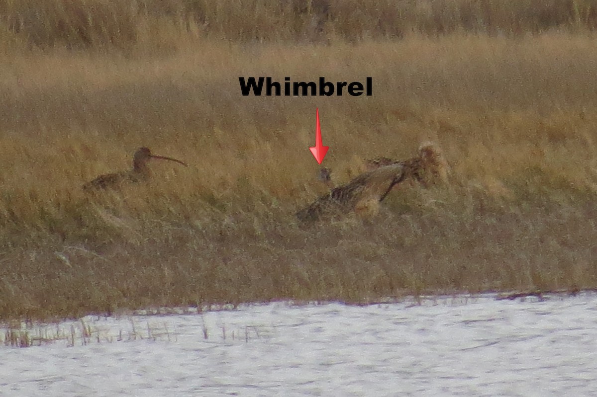 Whimbrel - Bryant Olsen