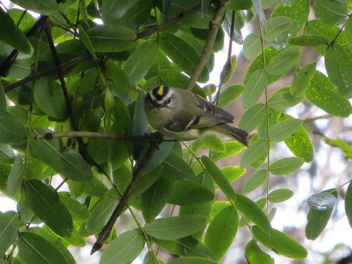 Golden-crowned Kinglet - ML127225231