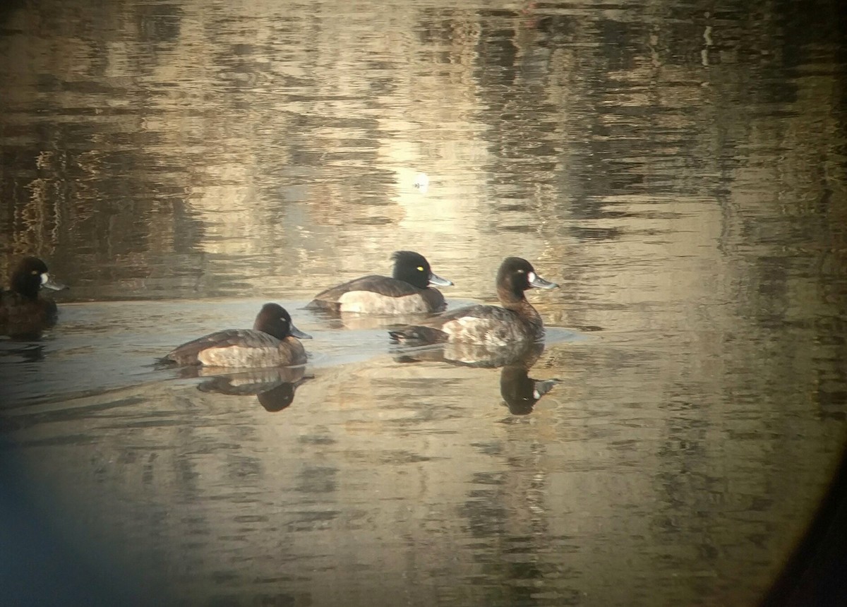 Tufted Duck - ML127226391