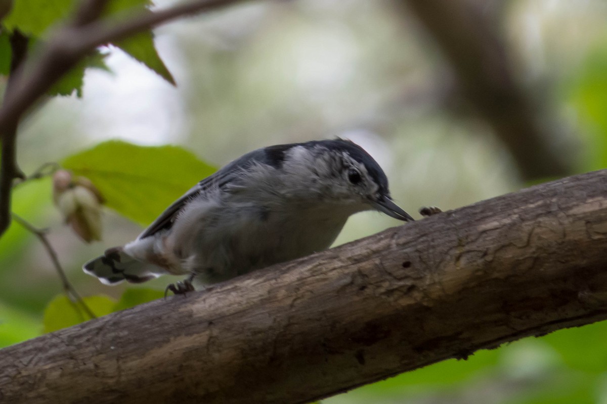 White-breasted Nuthatch - ML127227541