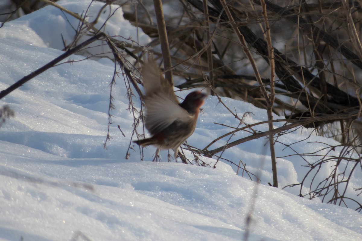 House Finch - ML127230701