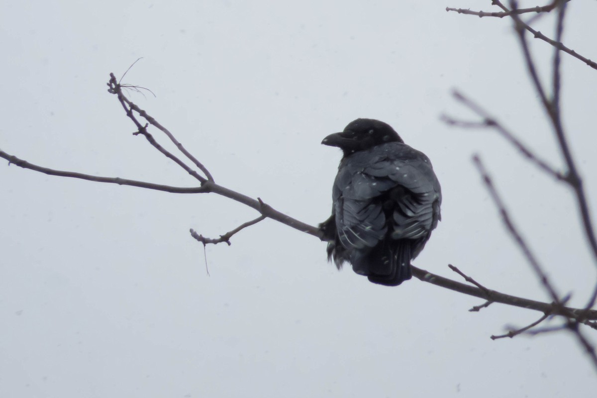 American Crow - ML127230911