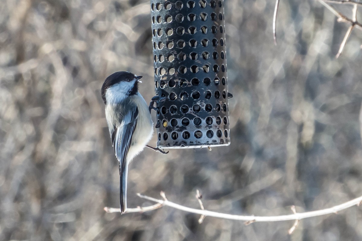 Black-capped Chickadee - Darryl Ryan