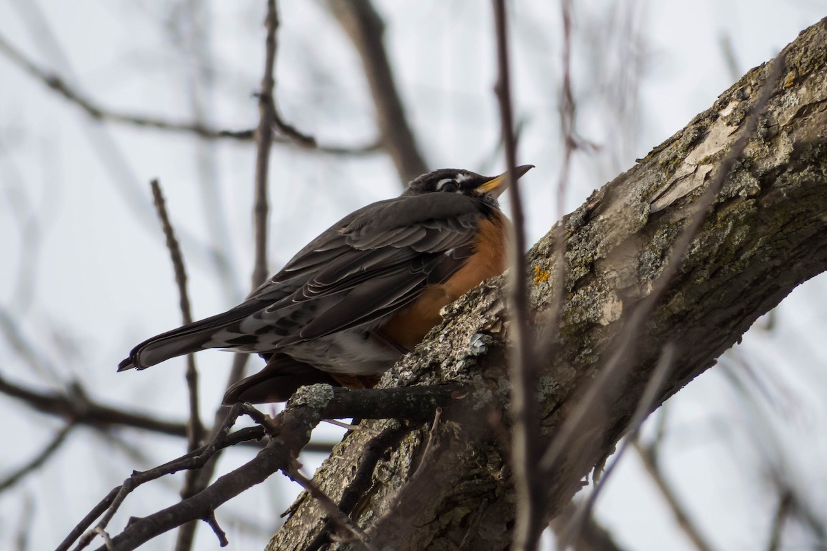 American Robin - ML127232931