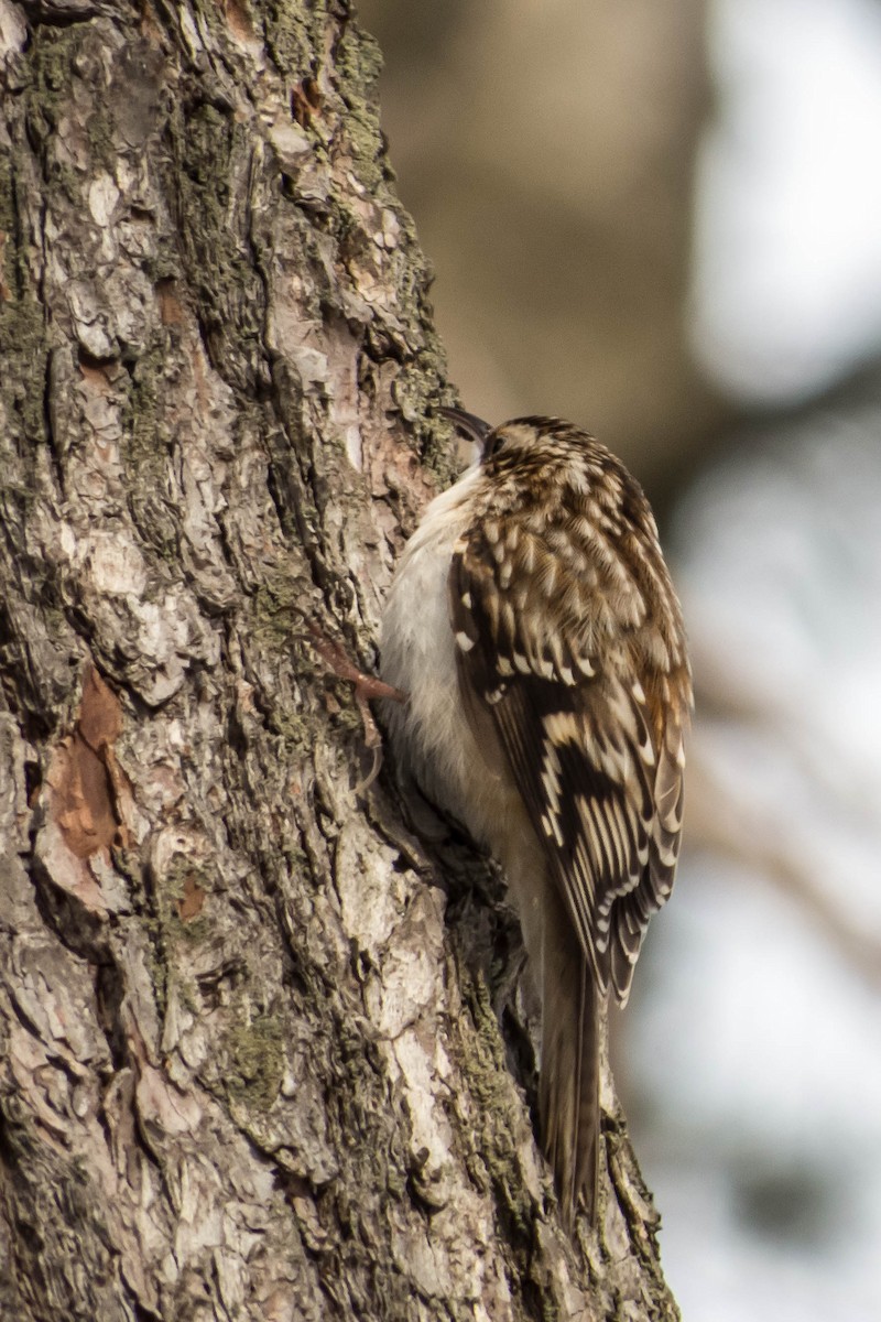 Brown Creeper - ML127233021