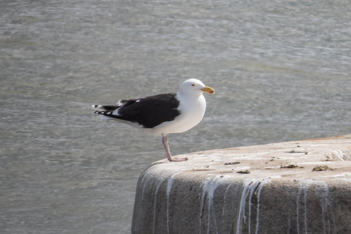 Great Black-backed Gull - Darryl Ryan