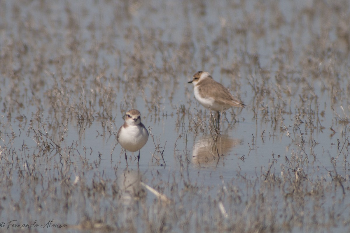 Kentish Plover - ML127235751