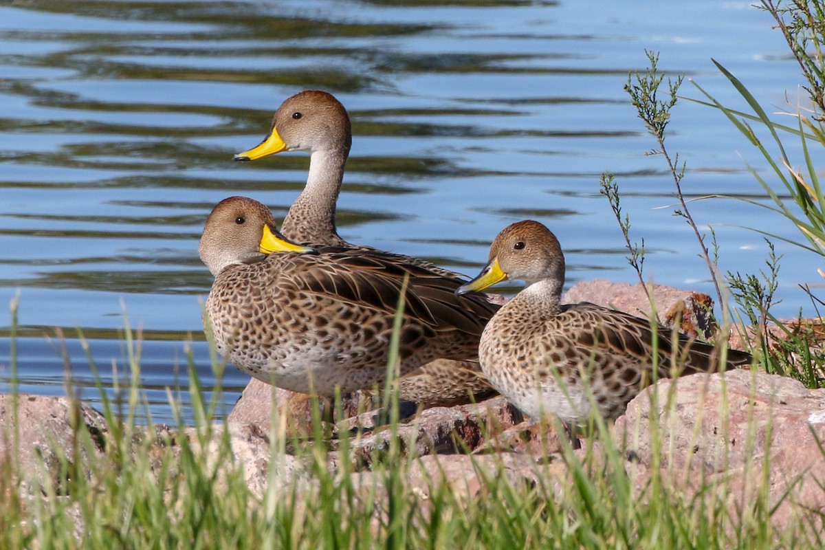 Yellow-billed Pintail - David Blue