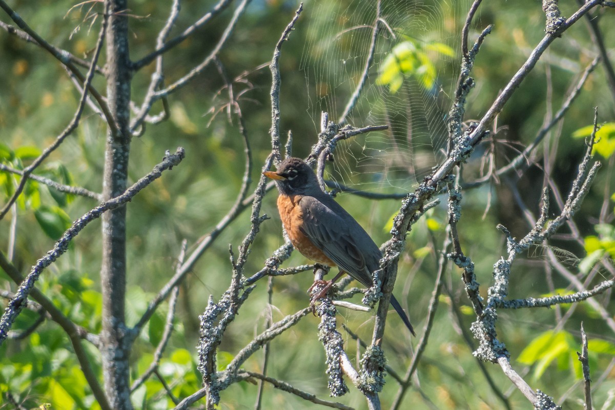 American Robin - ML127238091