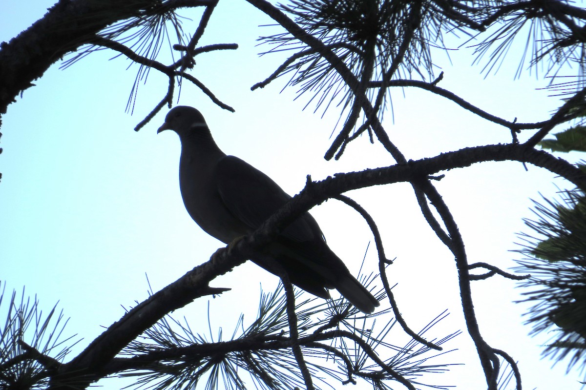 Band-tailed Pigeon - ML127238931