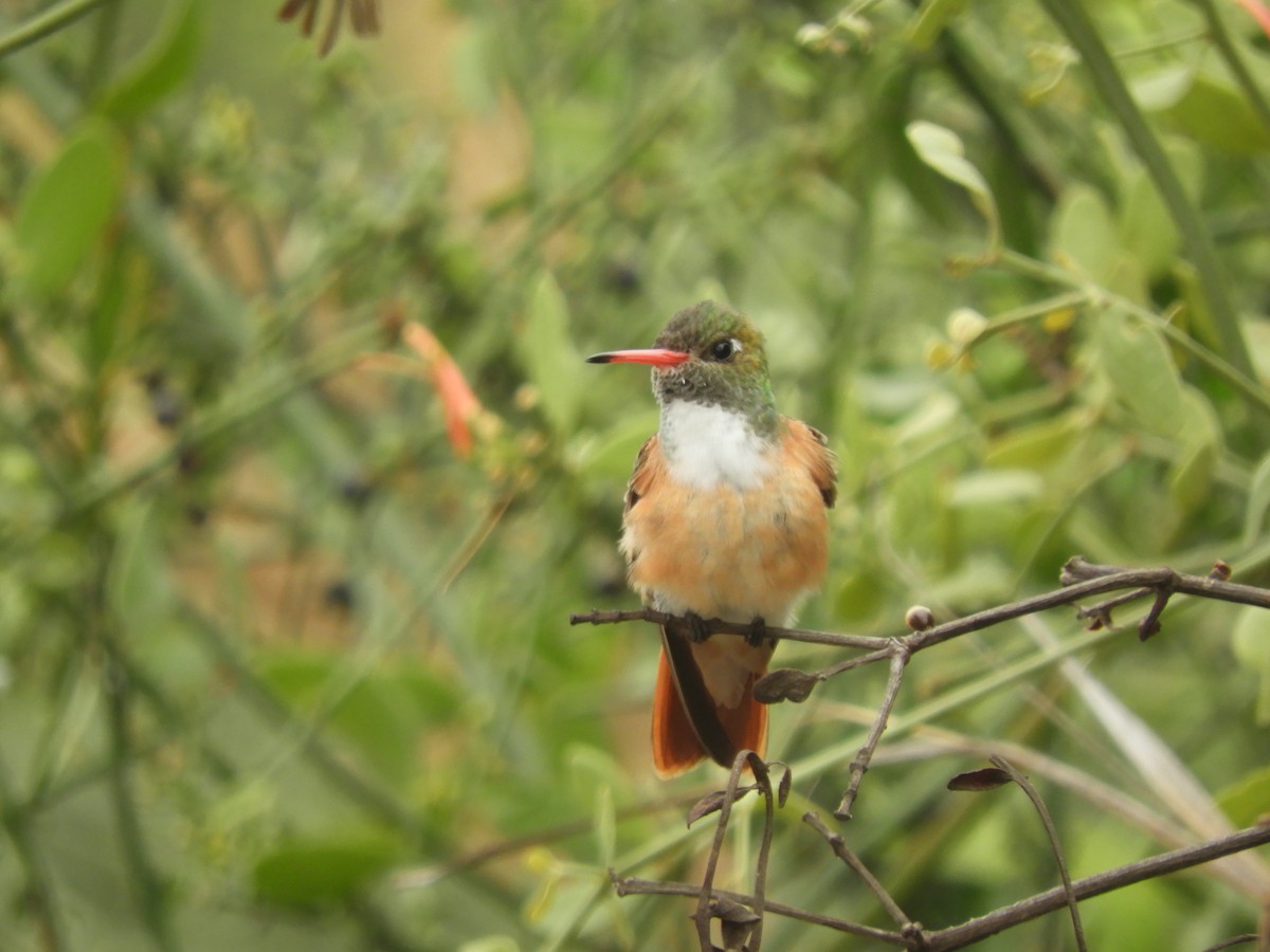ML127239141 - Amazilia Hummingbird - Macaulay Library