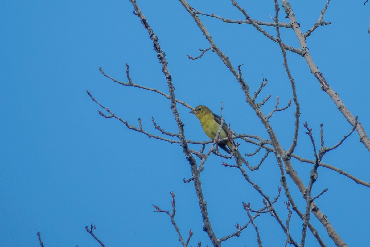 Scarlet Tanager - ML127242531