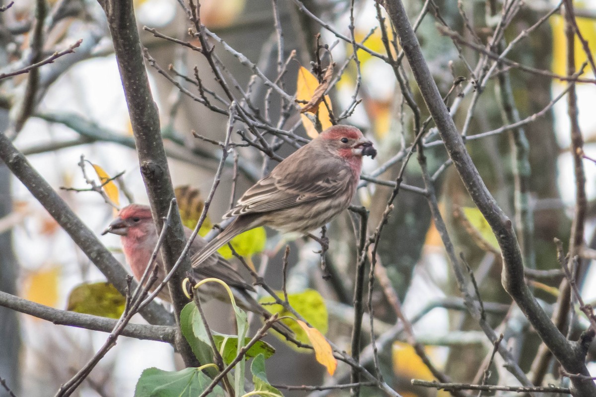 House Finch - ML127244821