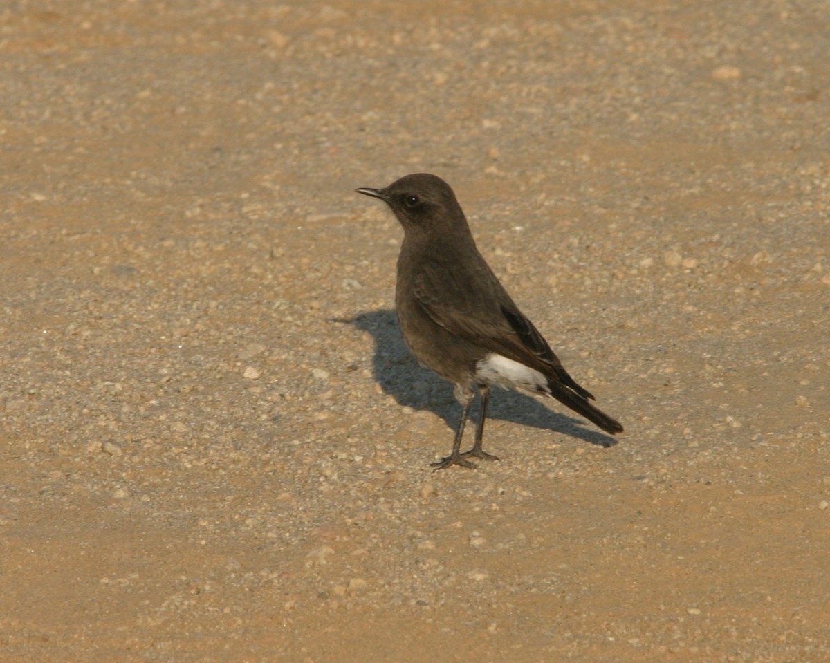 Mountain Wheatear - ML127245031