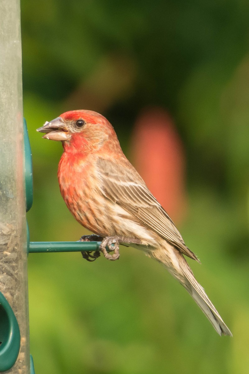 House Finch - ML127250391