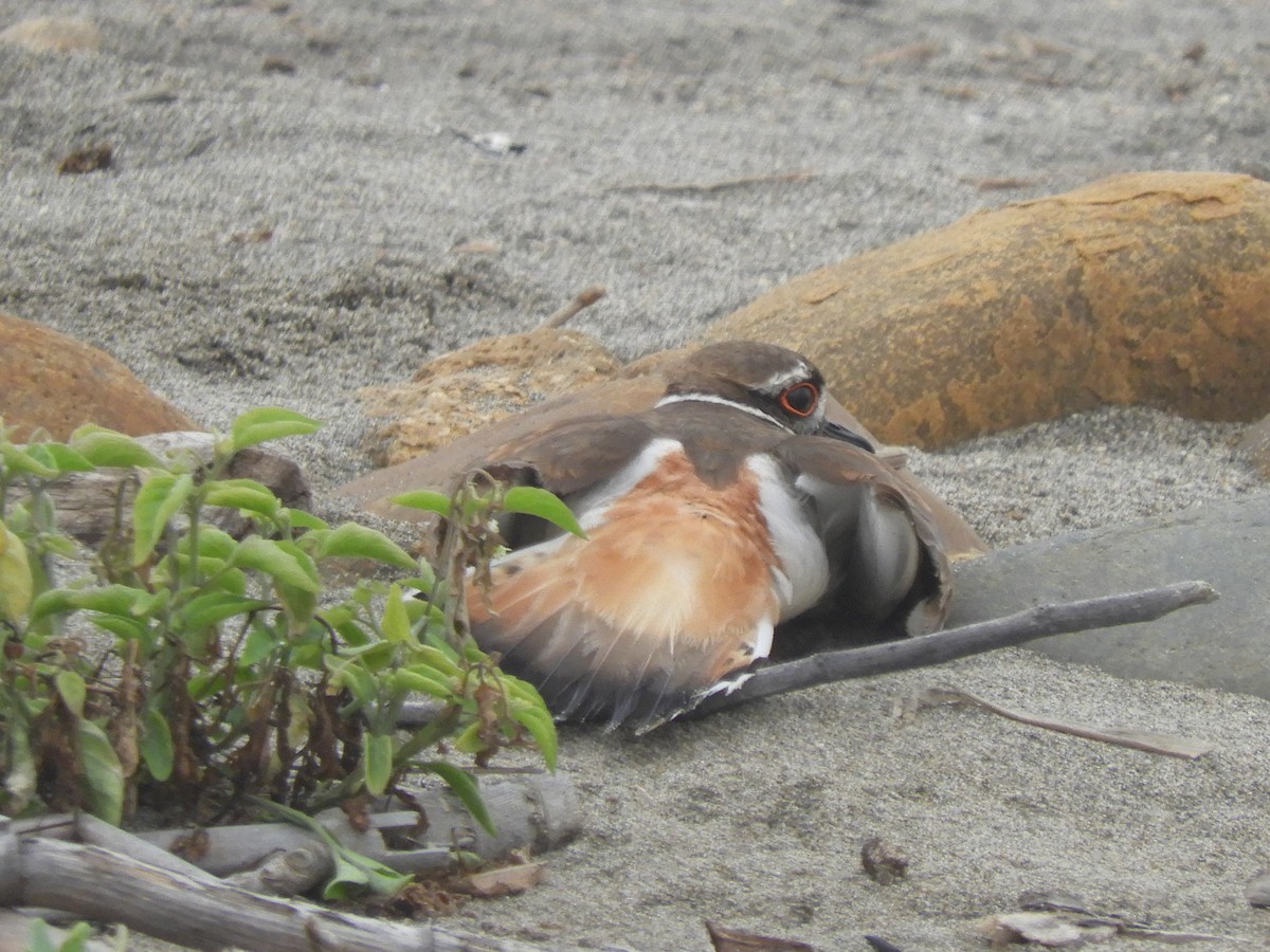 Killdeer - ML127253621