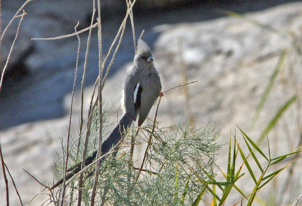 Weißrücken-Mausvogel - ML127254941