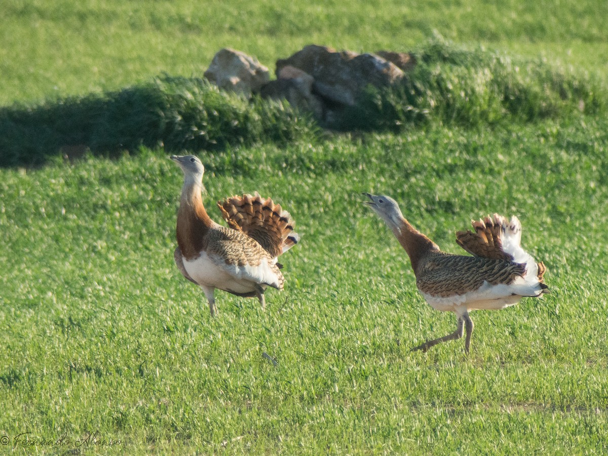 Great Bustard - ML127255211