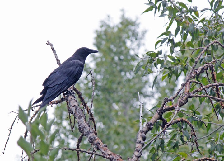 American Crow - ML127255461