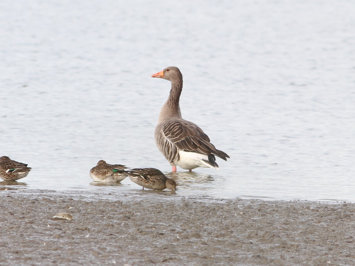 Graylag Goose - ML127257551