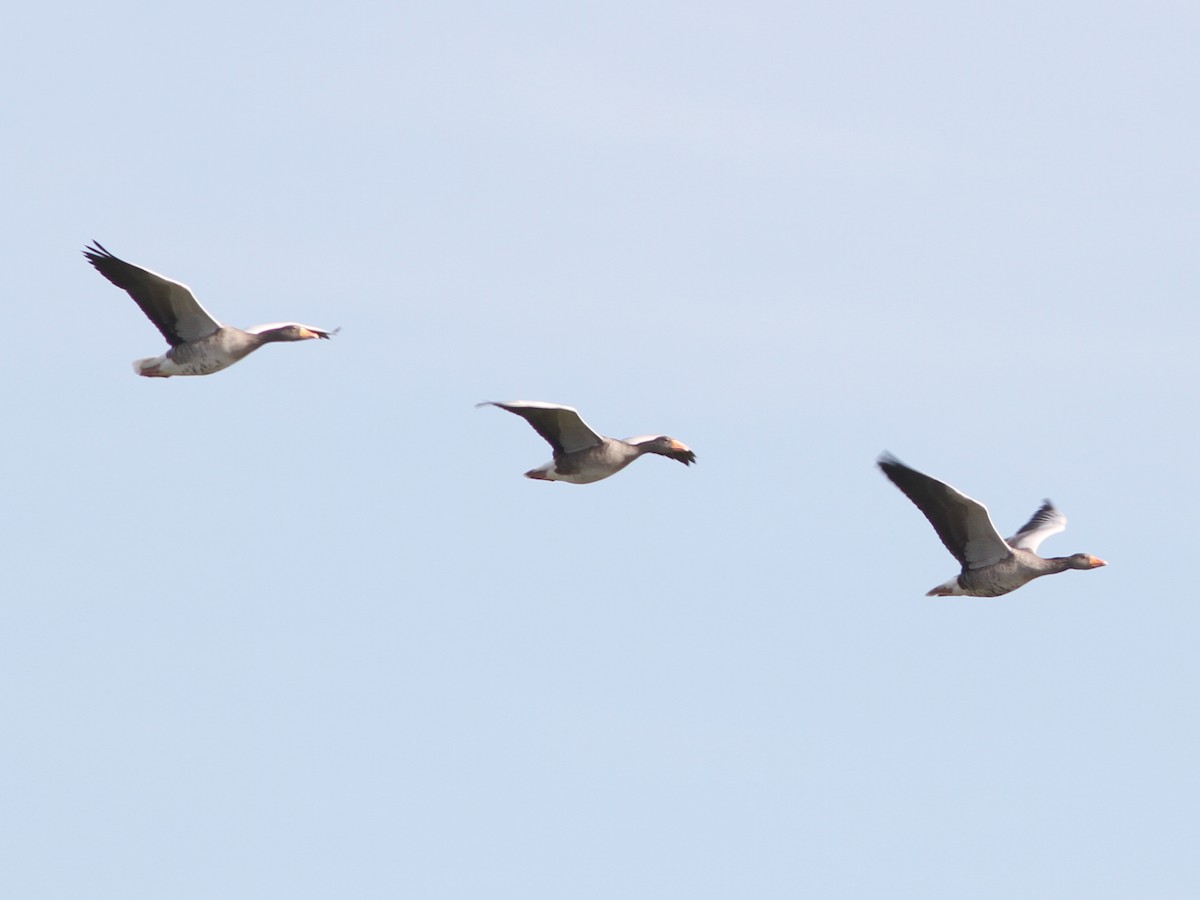 Graylag Goose - ML127257581