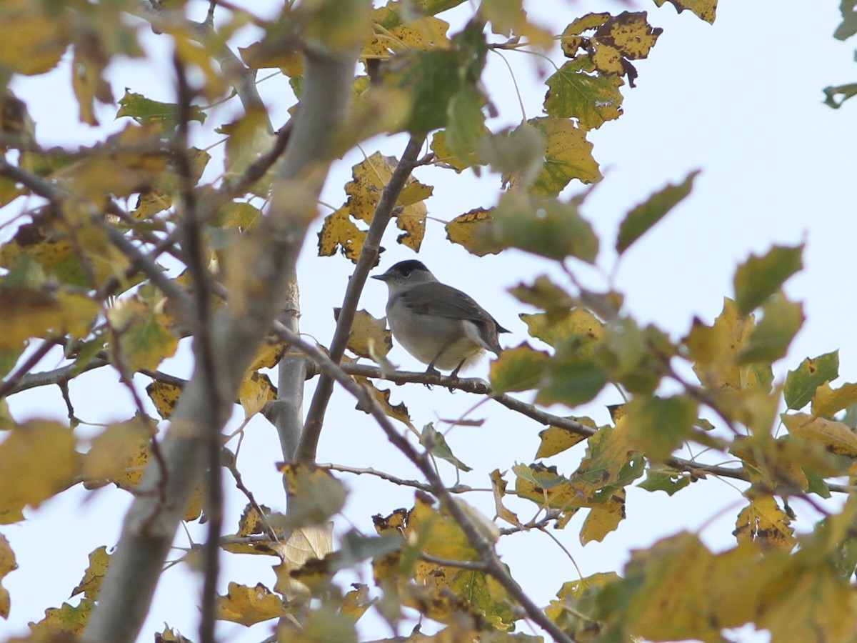 Eurasian Blackcap - ML127258031