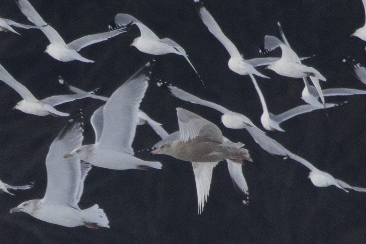 Glaucous Gull - ML127258051