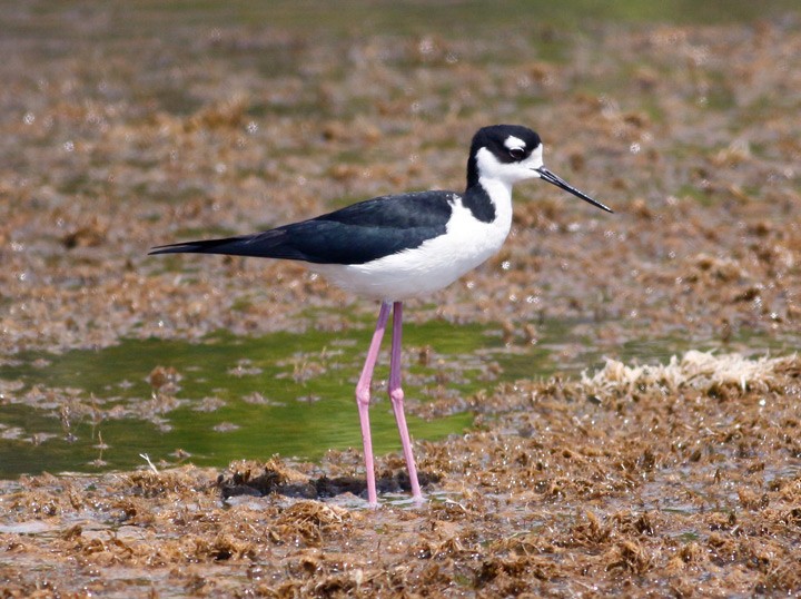 Cigüeñuela Cuellinegra - ML127258661