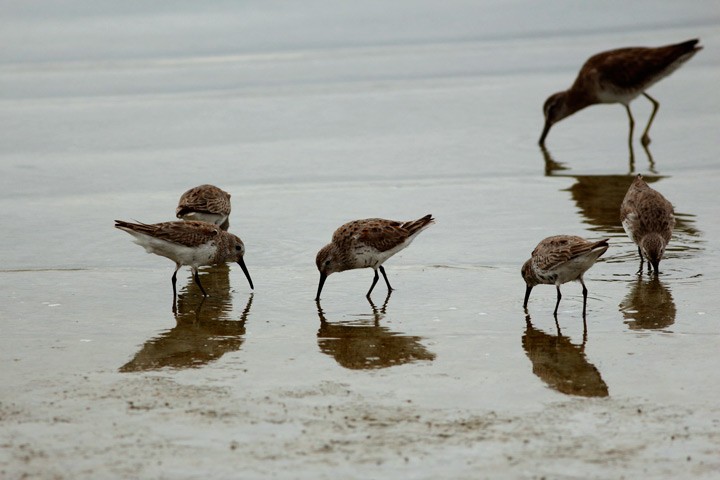 Western Sandpiper - ML127258911