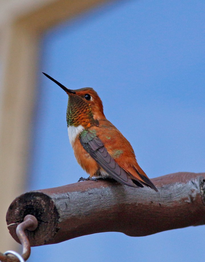 Kızıl Sırtlı Kolibri - ML127260261